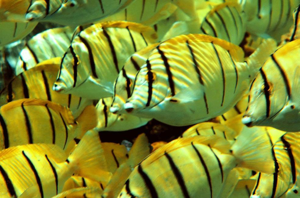 La Perle Tahaa Hotell Tapu' amu Exteriör bild