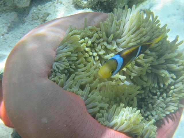 La Perle Tahaa Hotell Tapu' amu Exteriör bild